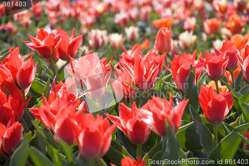 Image of red tulips