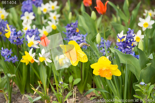 Image of spring flowers