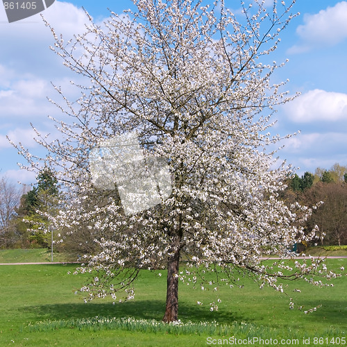 Image of cherry tree