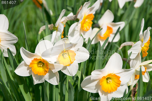 Image of narcissus