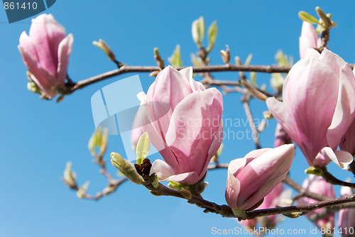 Image of pink magnolia