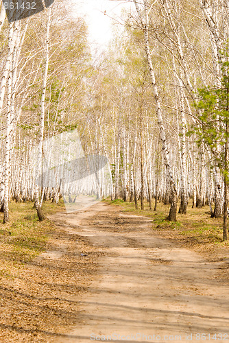 Image of birch forest
