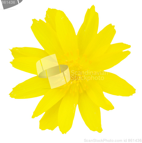 Image of flower
