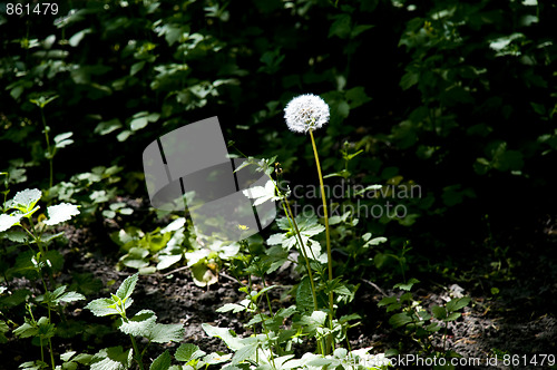 Image of isolated dandelion