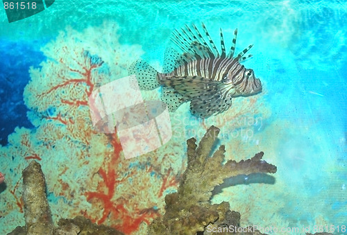 Image of fish