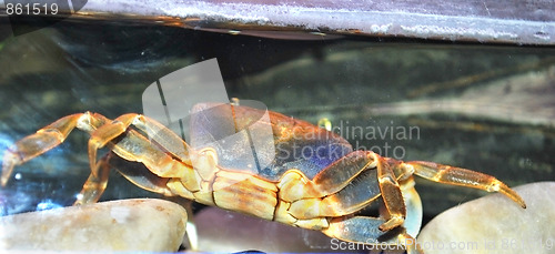 Image of crab