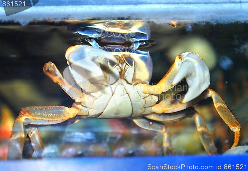 Image of crab