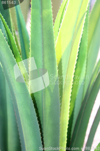 Image of Plant
