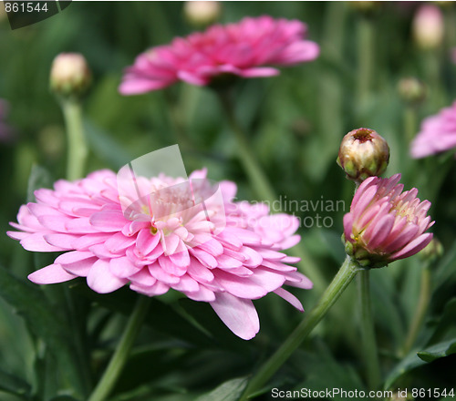 Image of Flowers