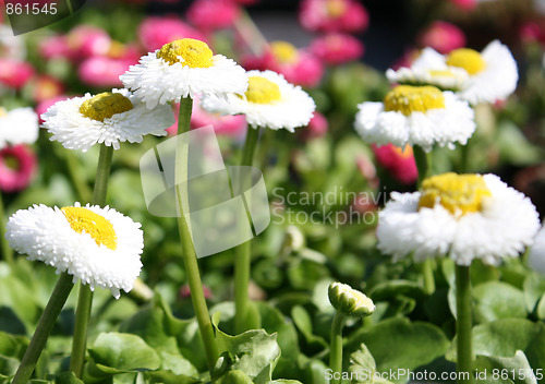 Image of Flowers