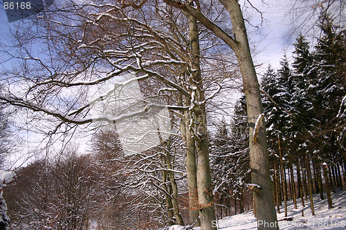 Image of winter