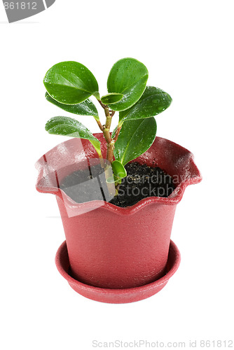 Image of ficus plant