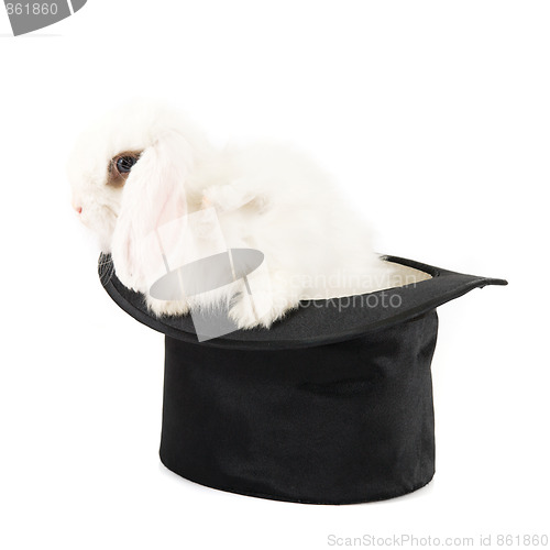 Image of rabbit at black hat