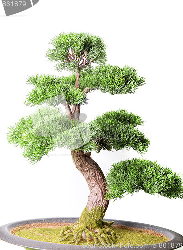 Image of Bonsai tree