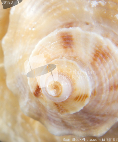 Image of macro shot of a shell end