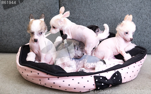 Image of chinese crested puppy dogs