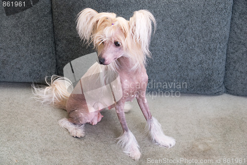 Image of Chinese Crested Dog