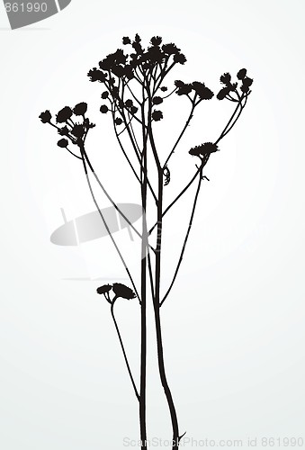 Image of Silhouette Plants