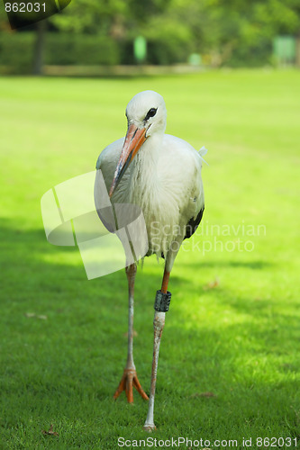 Image of Stork