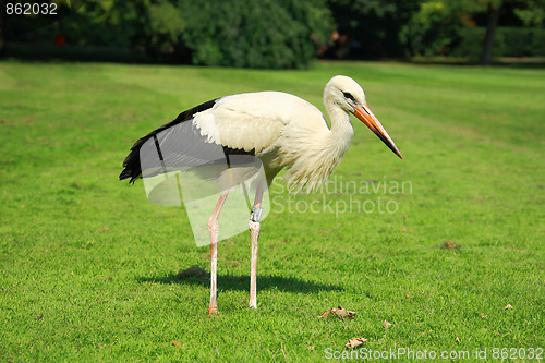 Image of Stork