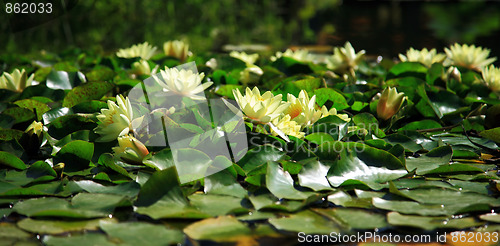 Image of Water lily