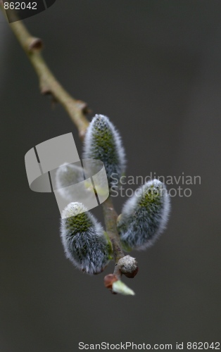 Image of Catkins