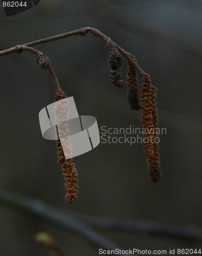 Image of Catkins
