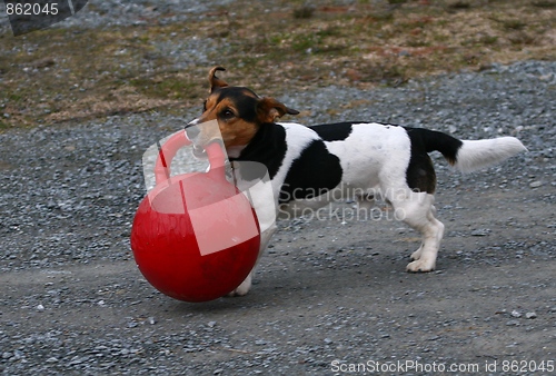 Image of Dog playing with horse toy