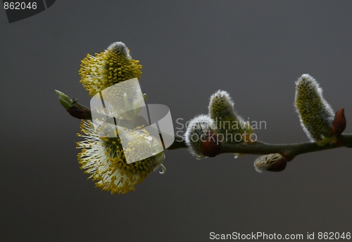 Image of Male catkins