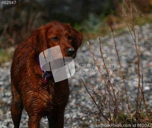 Image of Irish setter