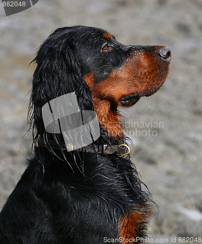 Image of Gordon setter