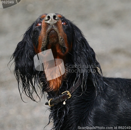 Image of Gordon setter