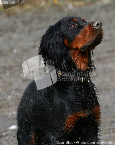 Image of Gordon setter