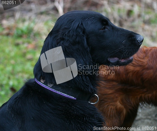 Image of Flat coated retriever