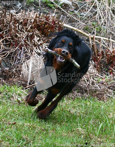 Image of Gordon setter