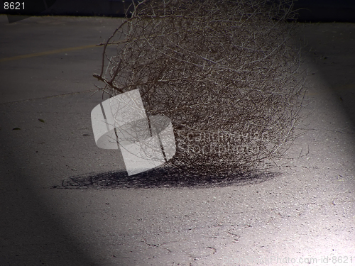 Image of Tumbleweed