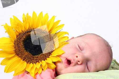 Image of Sunflower baby