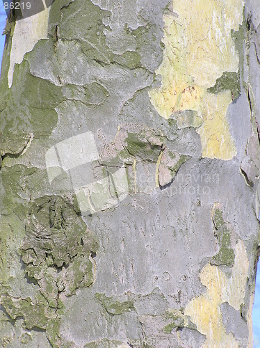 Image of sycamore tree