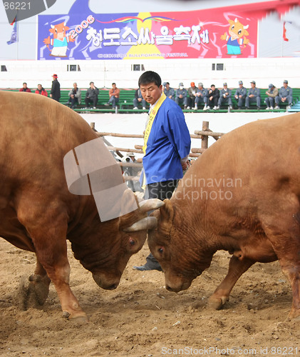 Image of Bull fight