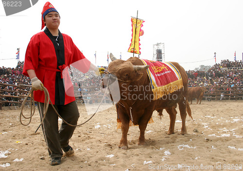 Image of Bull fighting