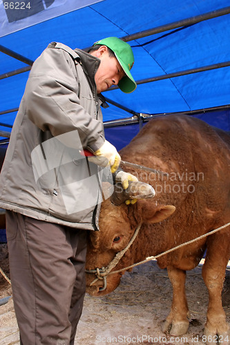 Image of Life on the farm