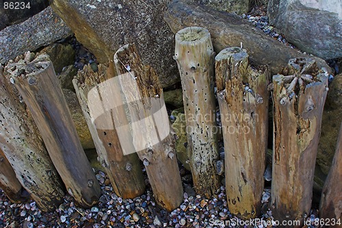 Image of Seawashed wooden posts