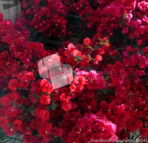 Image of Red flowers