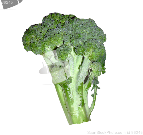 Image of Broccoli