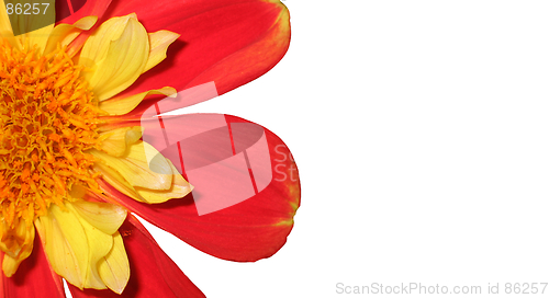 Image of Red flower