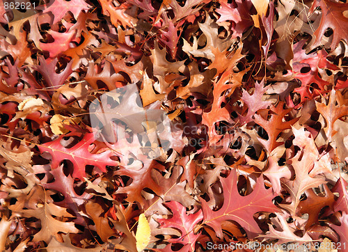 Image of autumn or fall leaves background