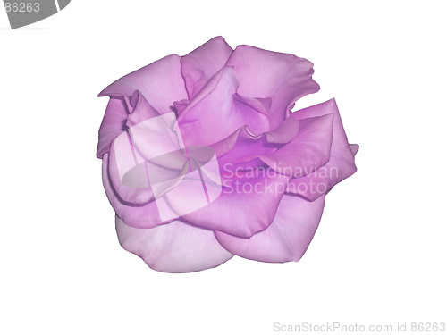 Image of Magenta rose