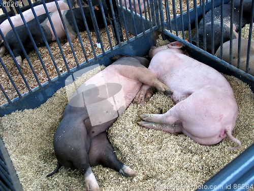 Image of Two pigs