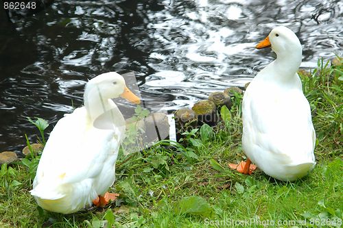 Image of Ducks