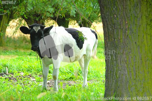 Image of Cow in the field